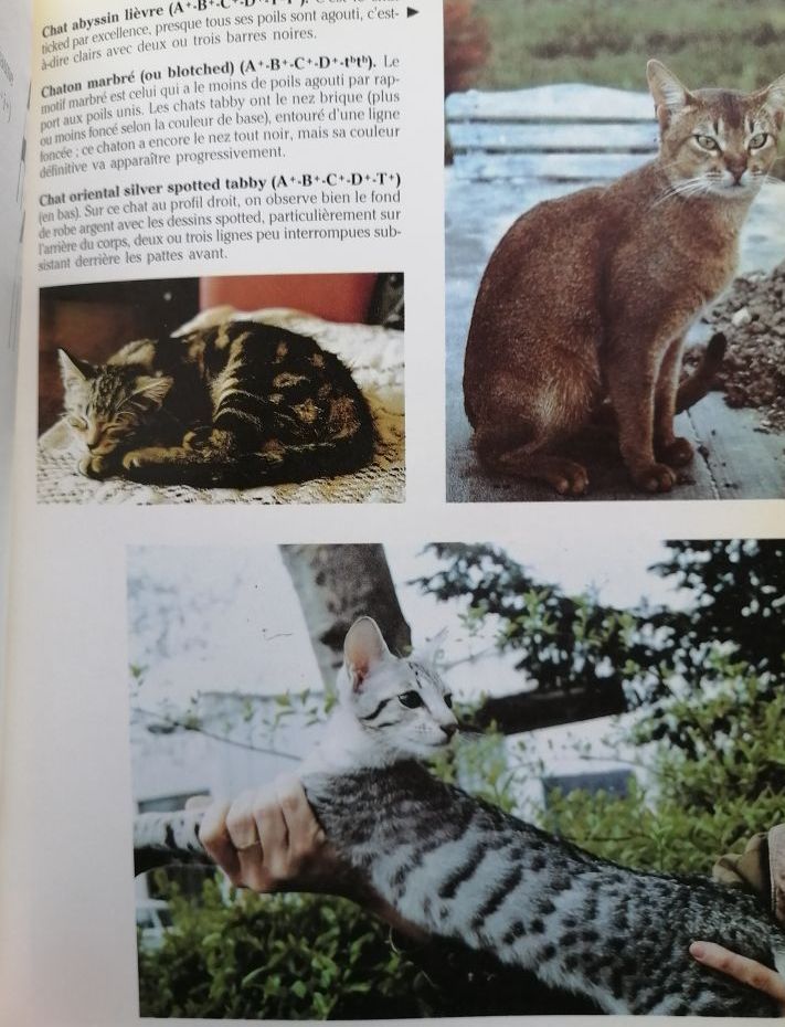 De quelle couleur seront mes chatons Abrégé de génétique de la robe