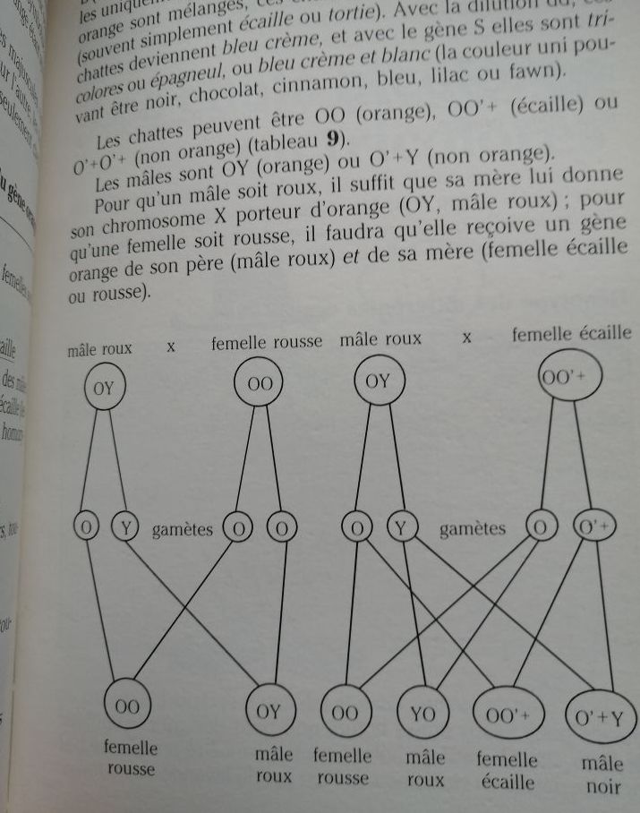De quelle couleur seront mes chatons Abrégé de génétique de la robe
