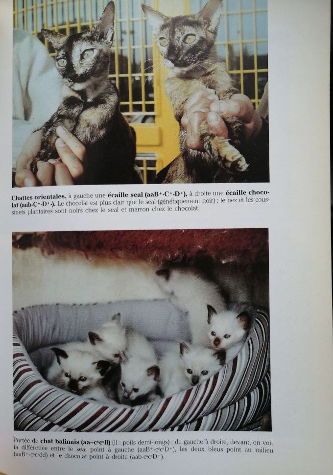 De quelle couleur seront mes chatons Abrégé de génétique de la robe