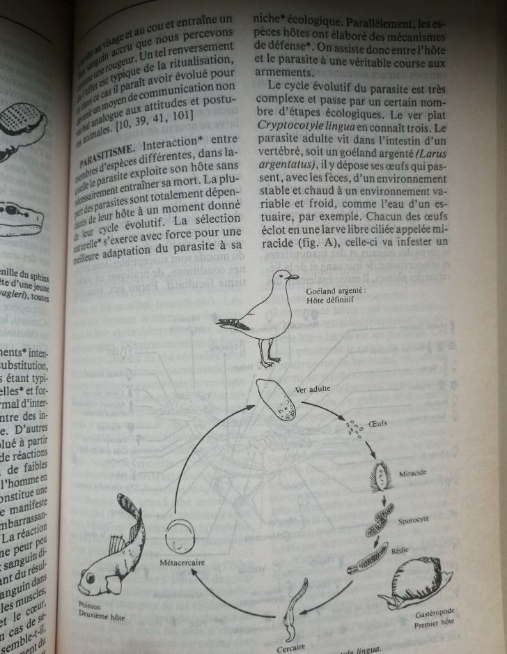 Dictionnaire du comportement animal 1990 mac FARLAND David alias