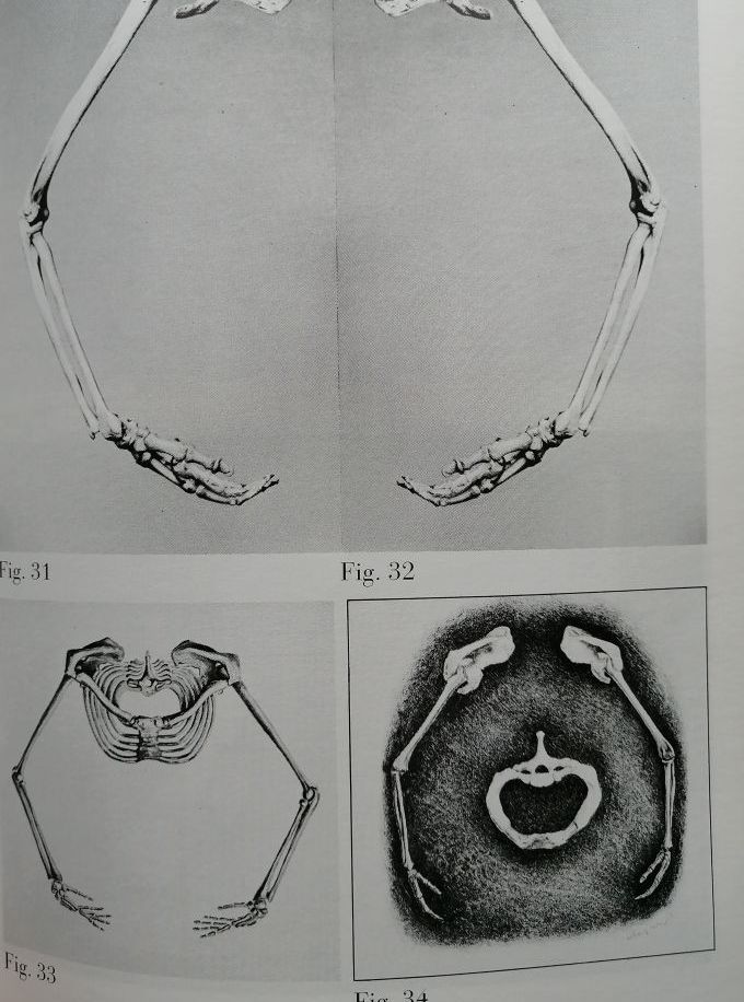 Le mystère du squelette Forme et métamorphose 1997 MEES Léonard