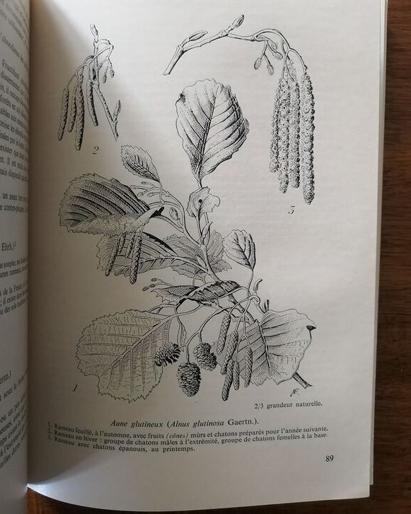 Technique forestière 1971 Plusieurs auteurs Sylviculture Forêts